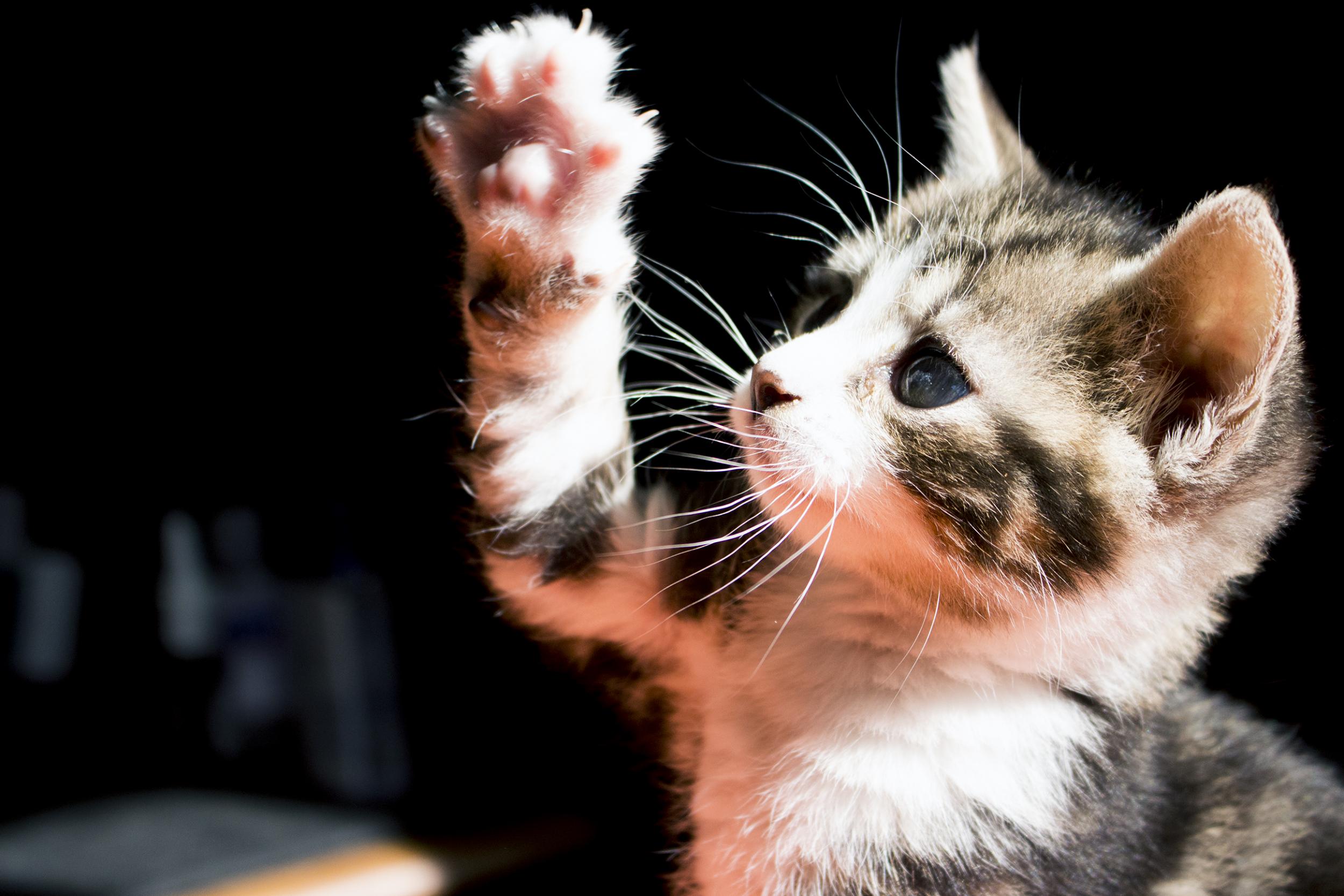 15 adorable animals shortlisted for the RSPCA People's Choice Awards 