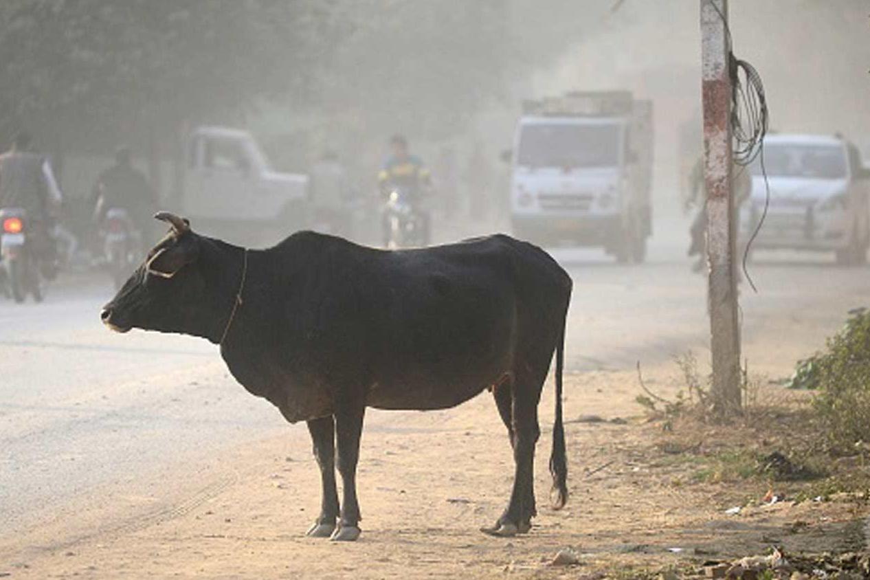 Man ordered to marry off five-year-old daughter for killing cow