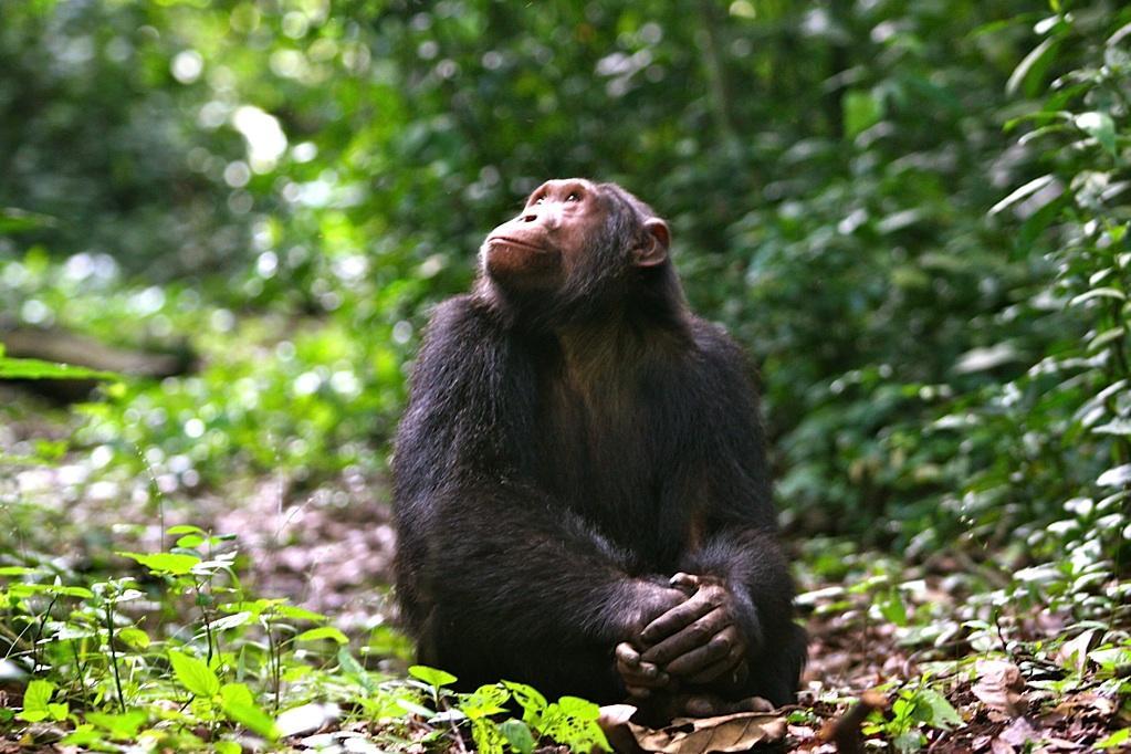 10 reasons why you should visit Rwanda in 2017