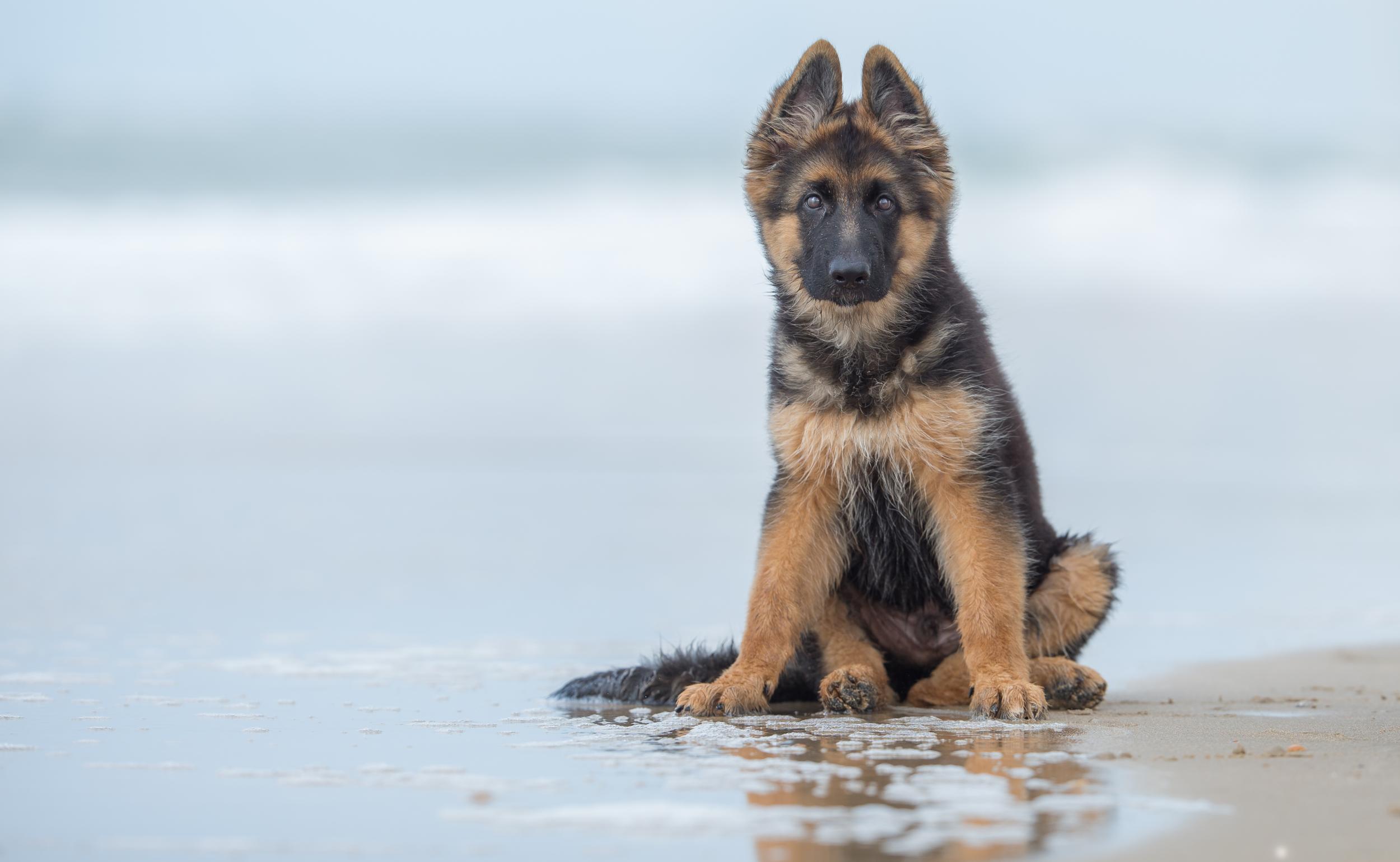 Ruff day? These award-winning portraits of dogs will cheer you up