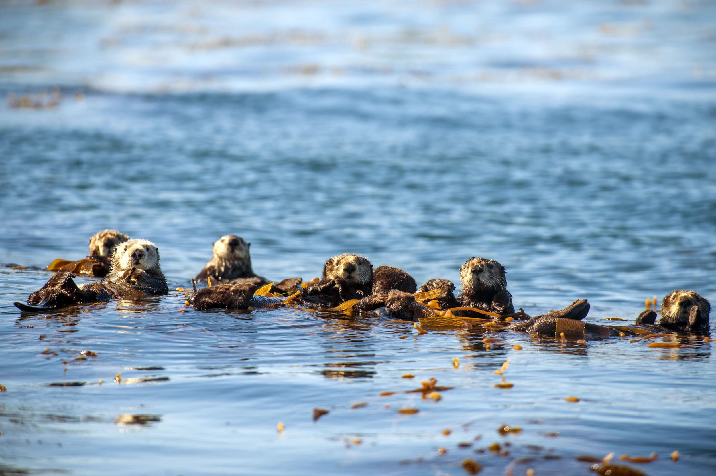 Sea otter becomes notorious for stealing surfboards in California