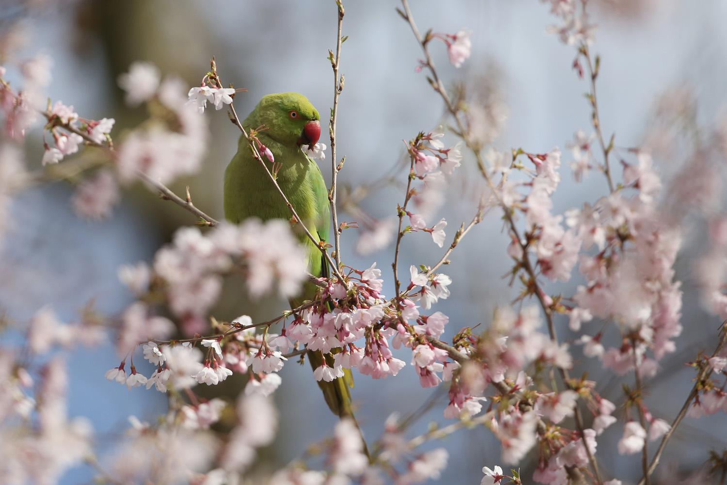 Surprising wildlife in and around London