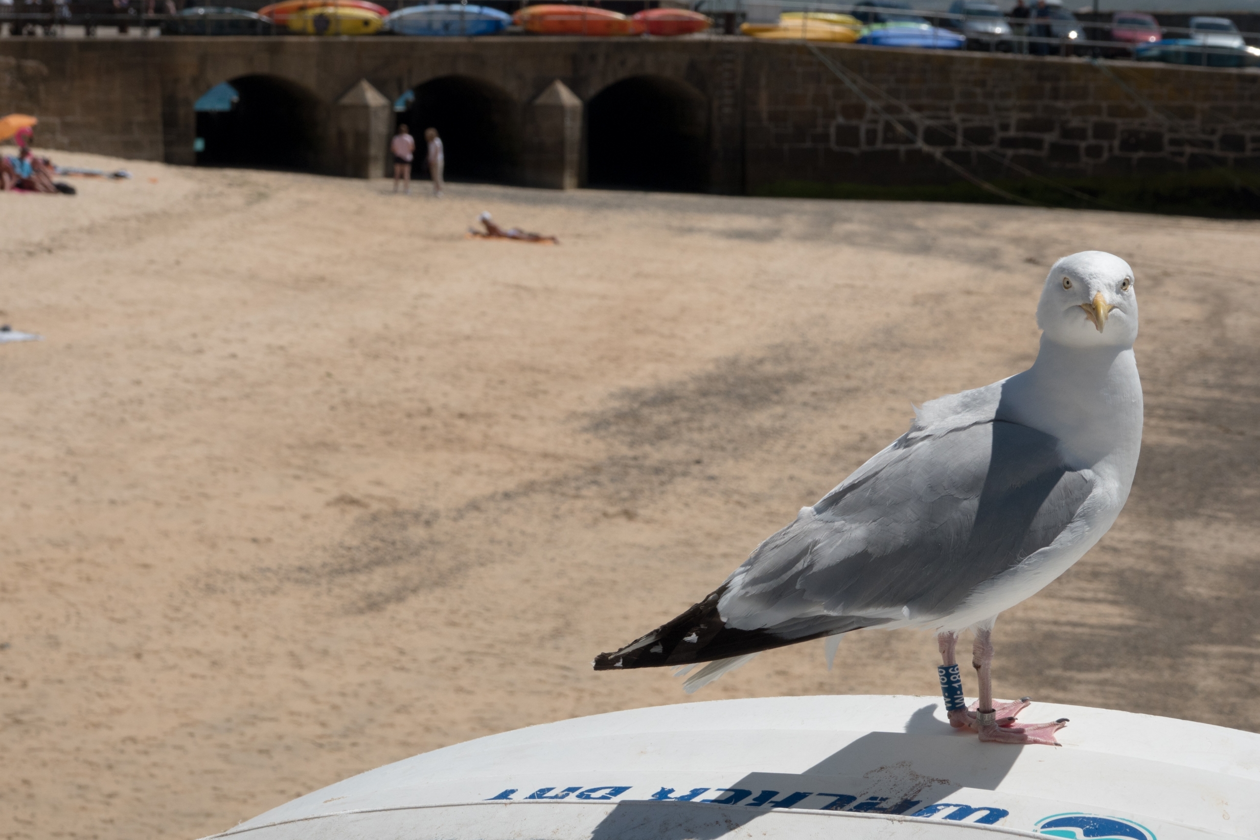 Man 'beats seagull to death' for stealing one of his chips