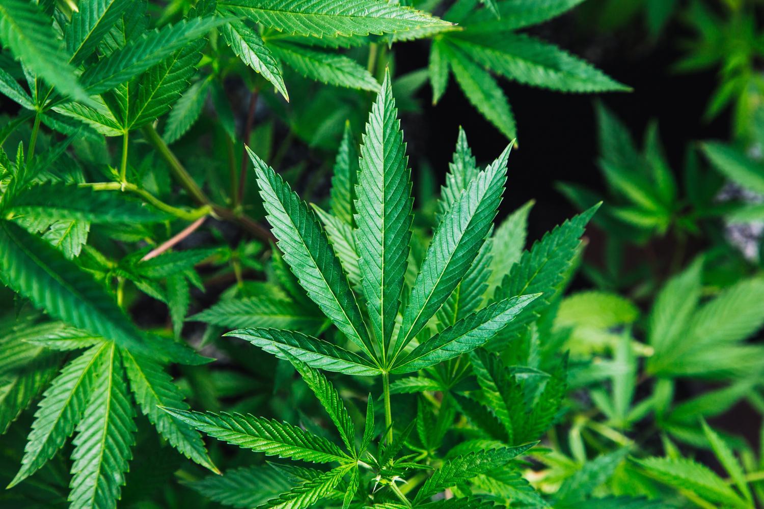Oxford research start-up hopes to unlock medical cannabis secrets 
