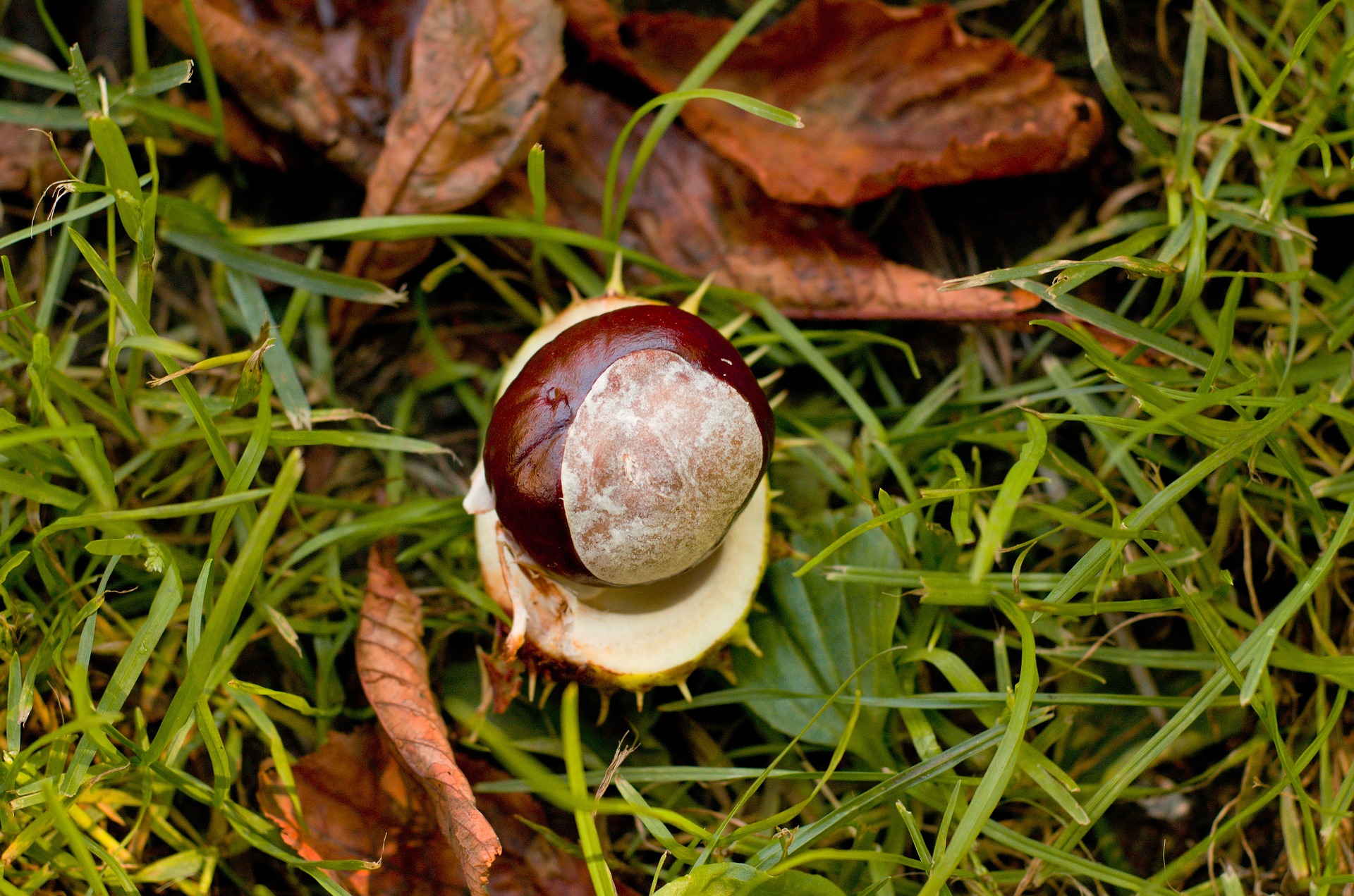 Conkers explained: Do they keep spiders away? What tree are they from? And are they poisonous to eat?