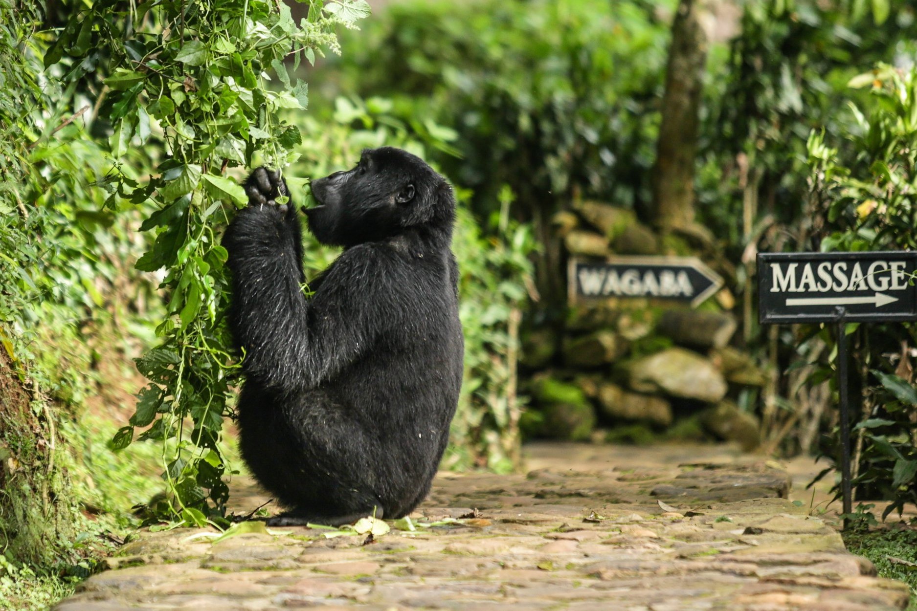 5 of the best lodges in Uganda