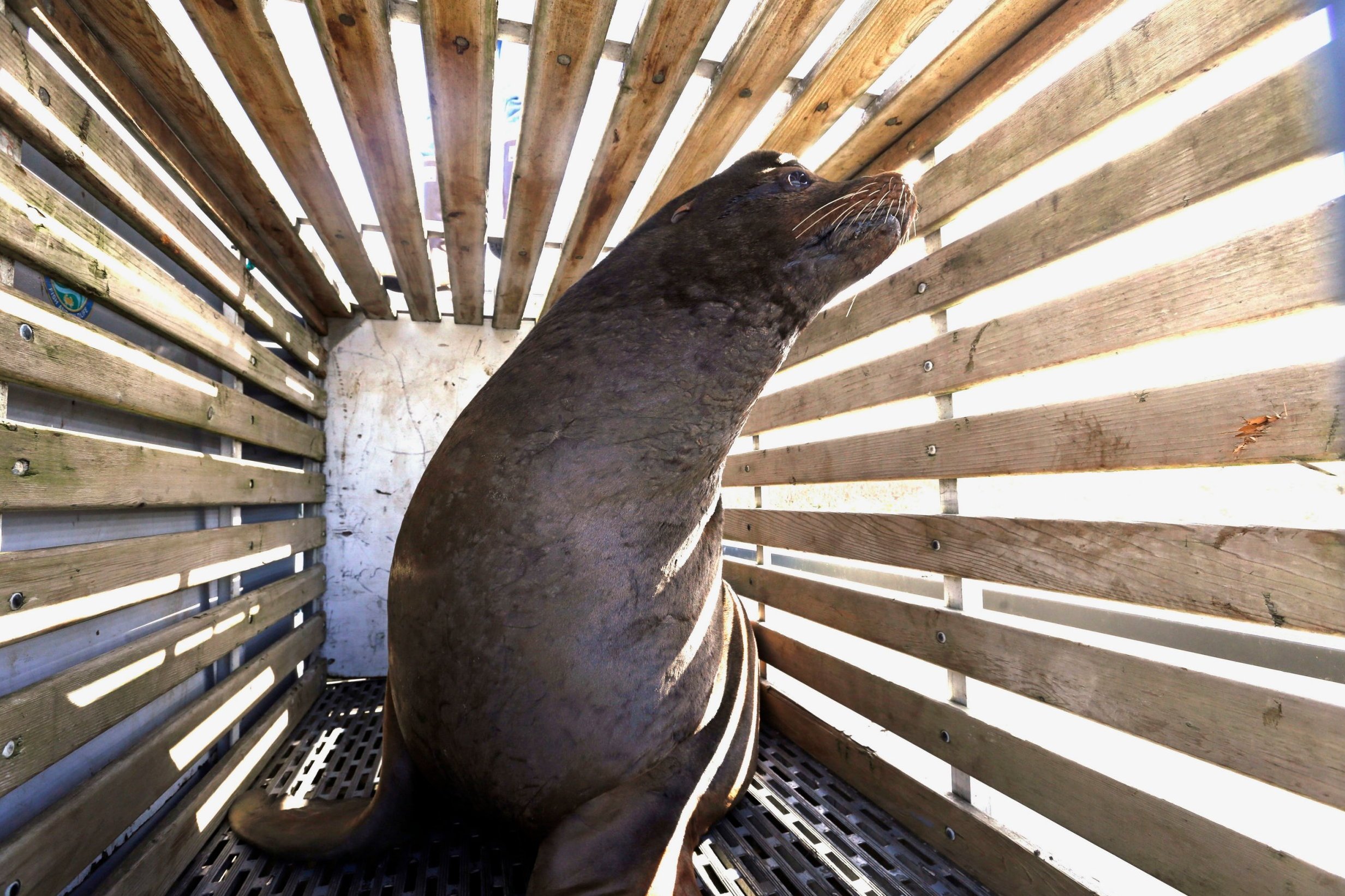 US Congress lifts protections on sea lions to save salmon