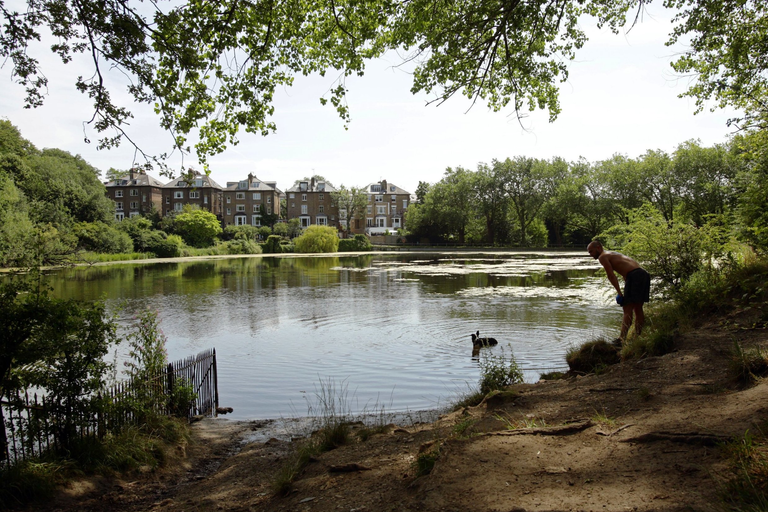 Dogs splashing in Hampstead Heath ponds pose pollution threat - study