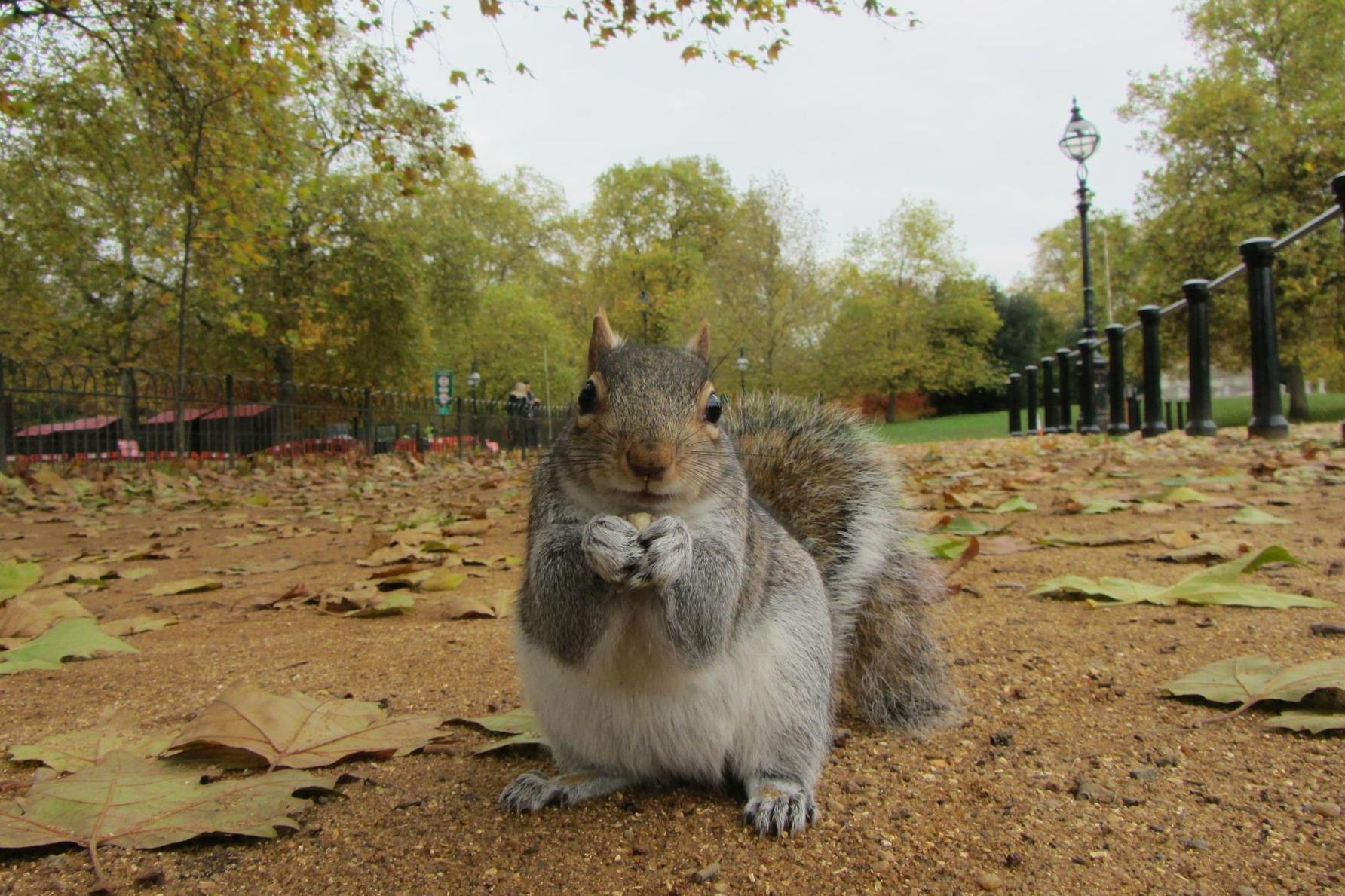 Borough Market restaurant serves up grey squirrel lasagne