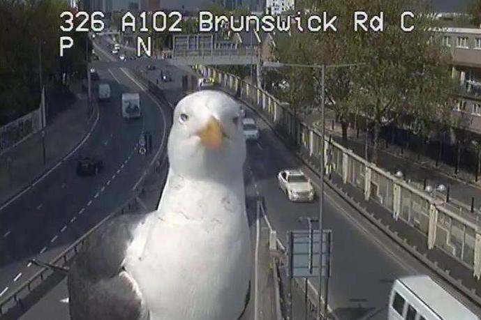 Seagull that keeps landing on TfL traffic camera becomes internet hit