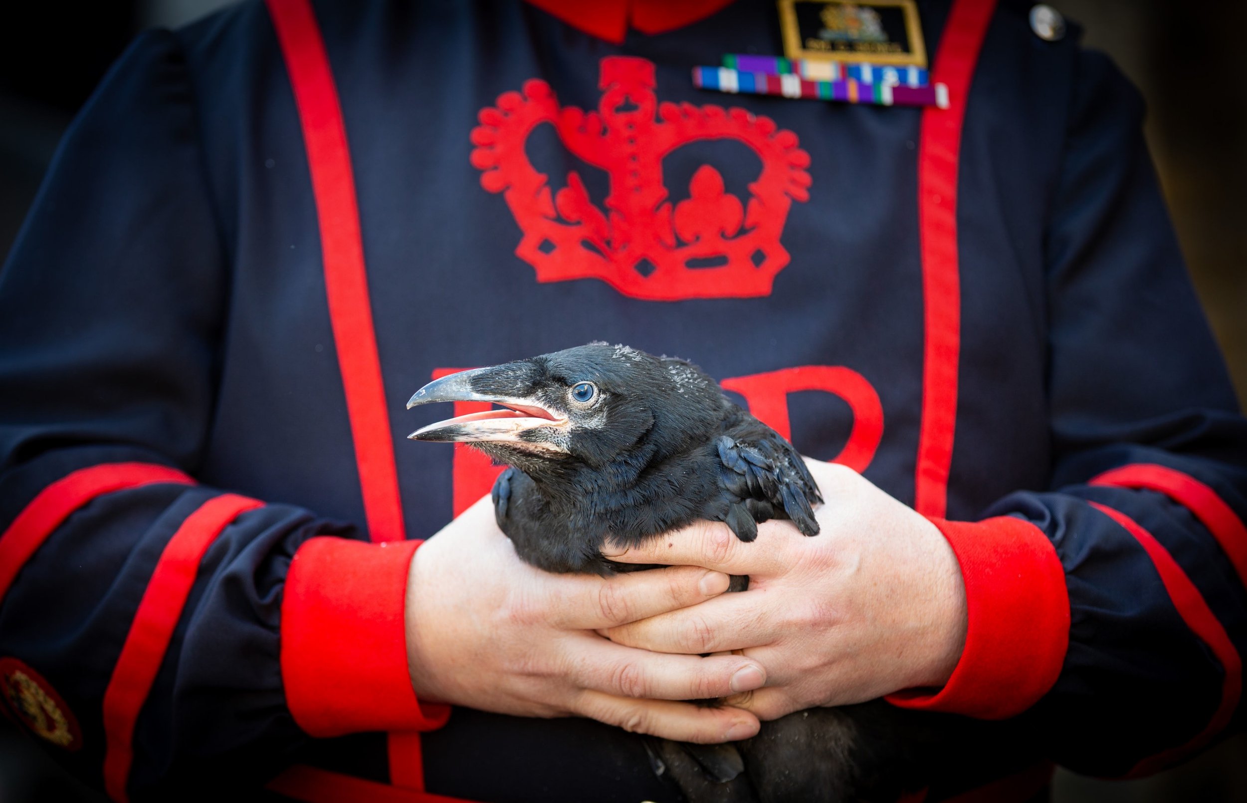Why are ravens kept at the Tower of London? 