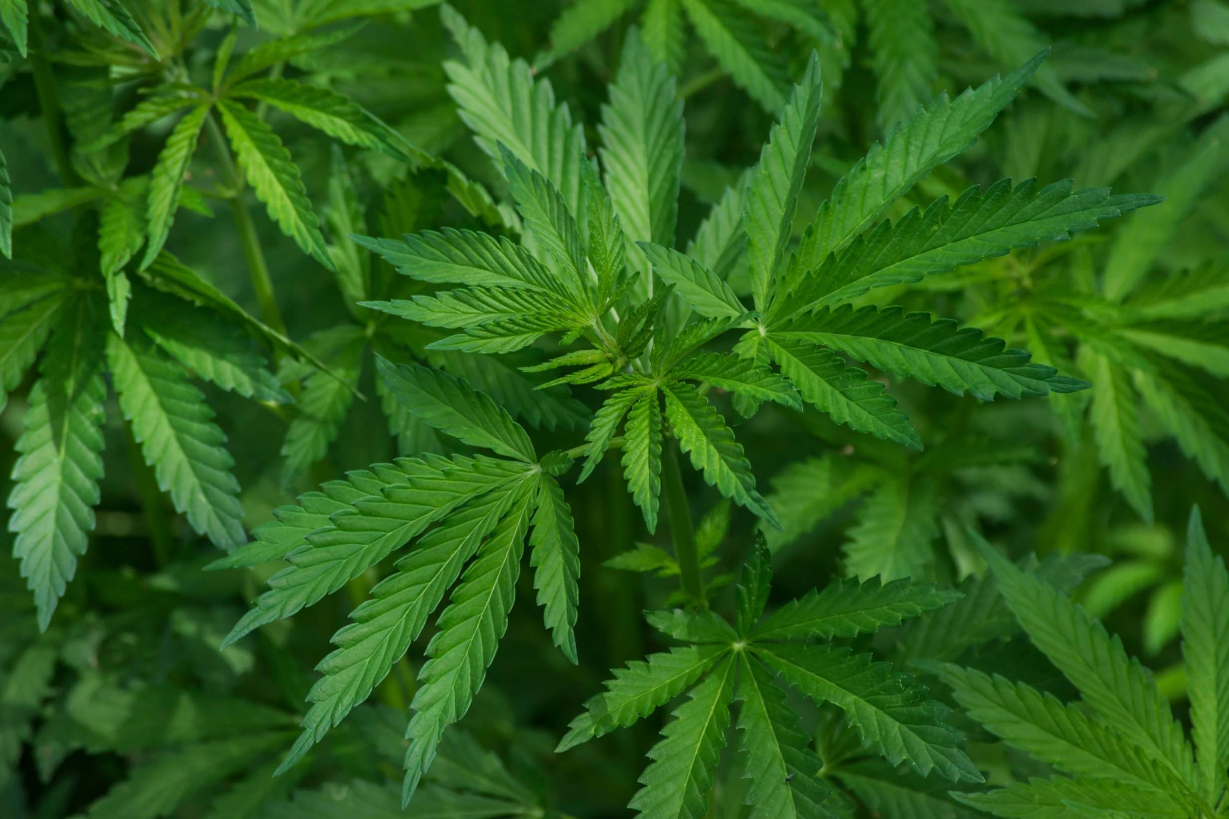 London gets its first ‘fast-access’ medical cannabis clinic