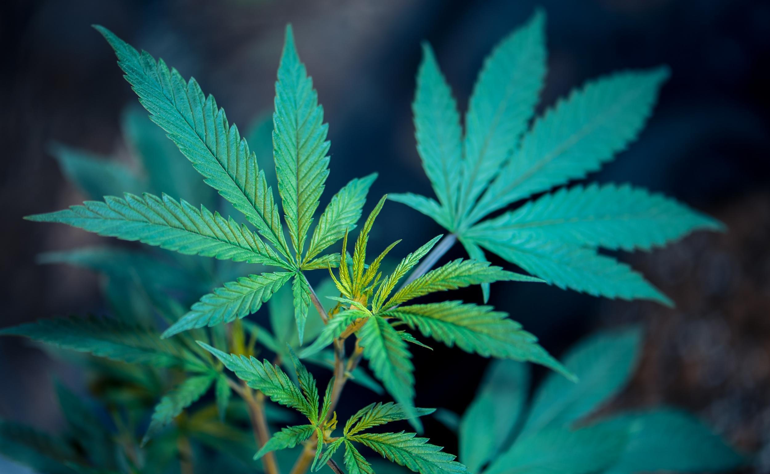 Best CBD oil in the UK: the top brands reviewed 2021