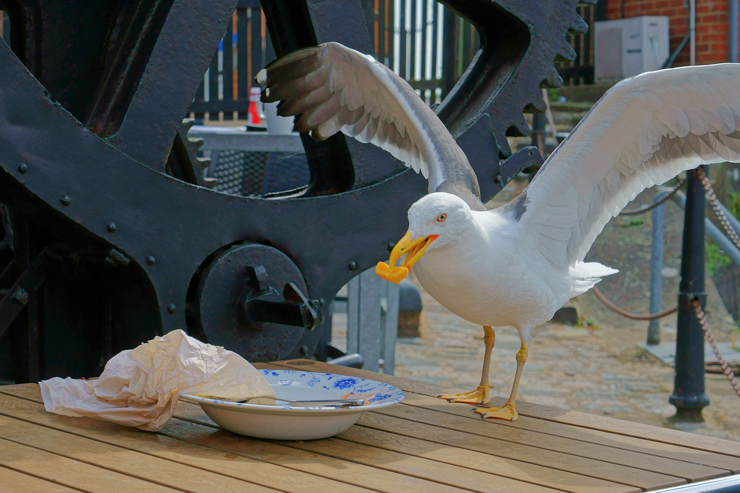 Seagulls favour food humans have handled, scientists say