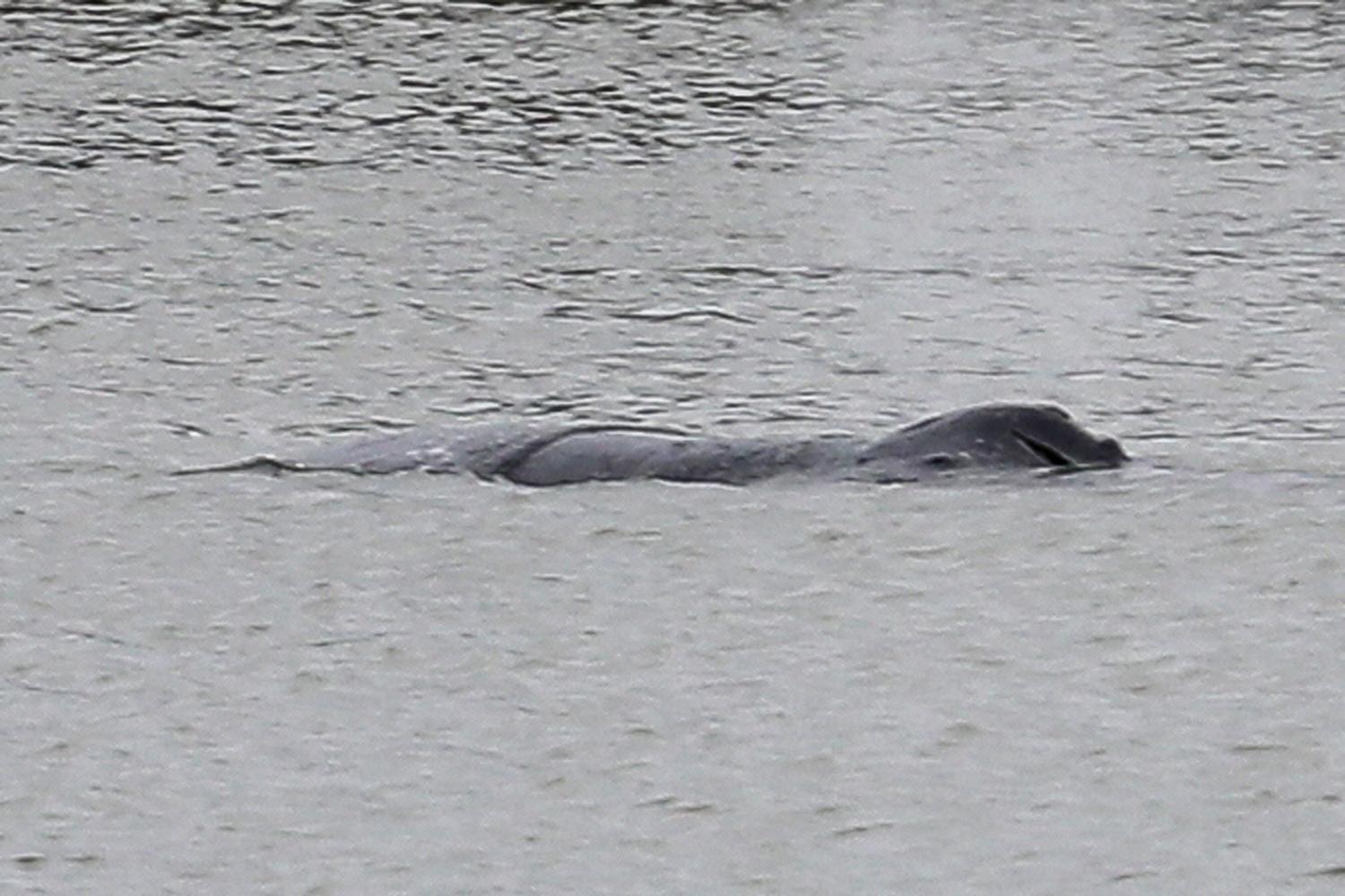 Londoners flock to see the humpback whale spotted in Thames