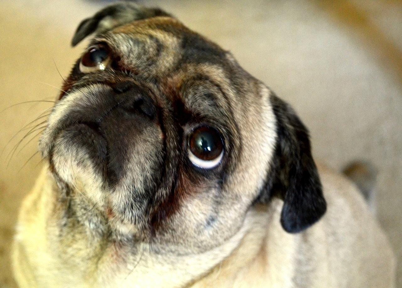 Vet's guide to seasonal dangers for pets: Essential tips for owners