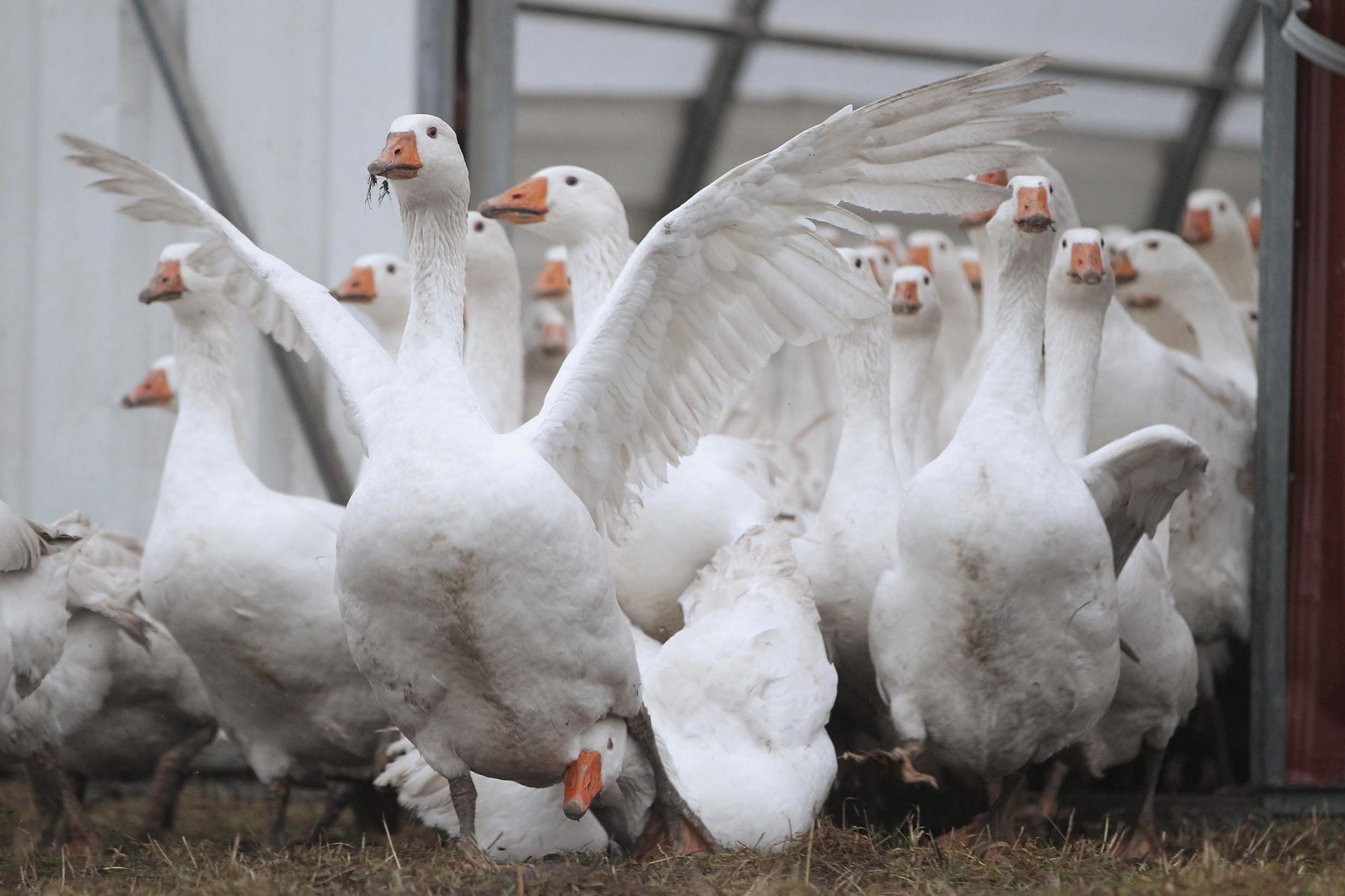Bird flu confirmed in Scotland as farmers told to step up security