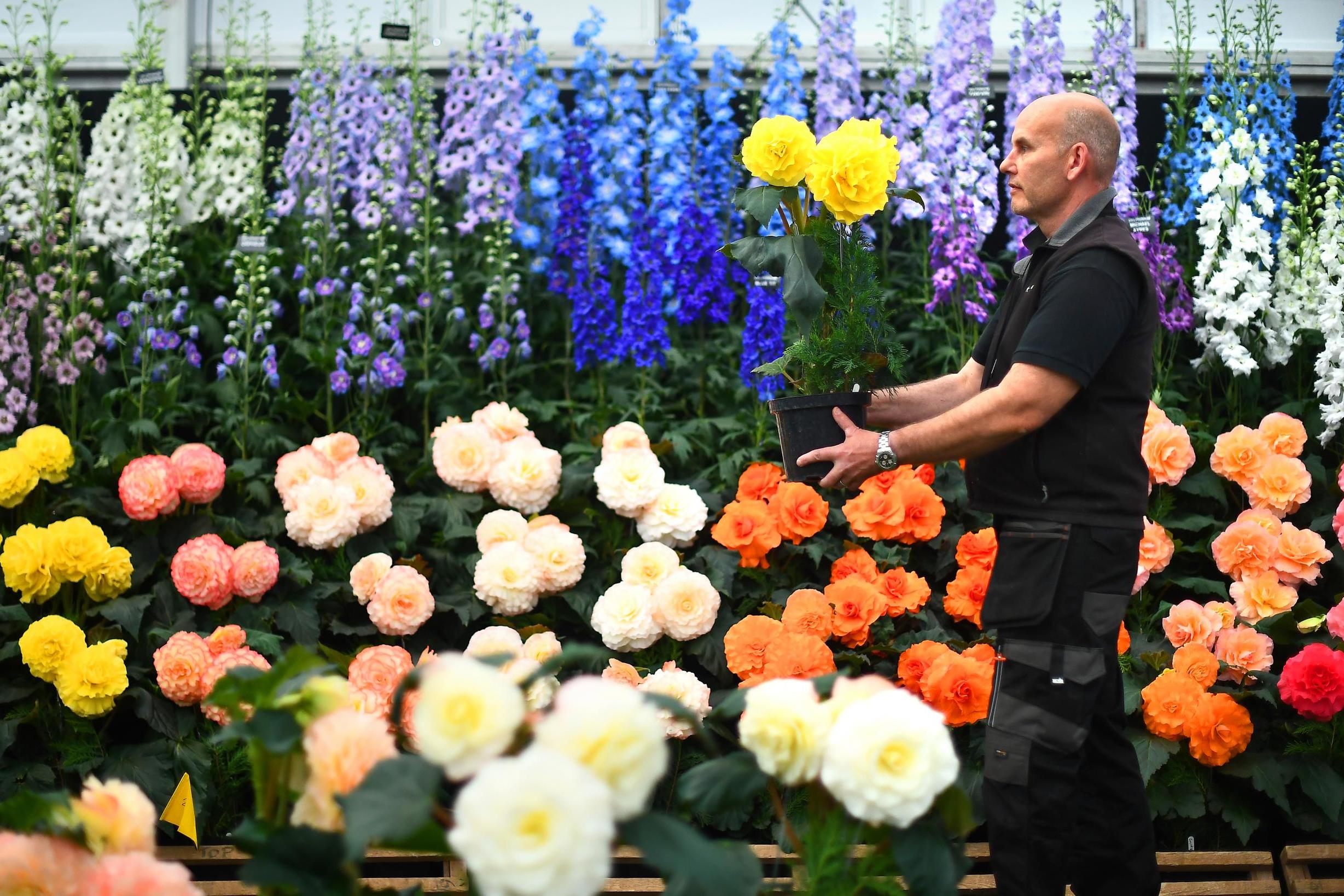 Chelsea Flower Show back in (scaled-down) bloom for 2021 