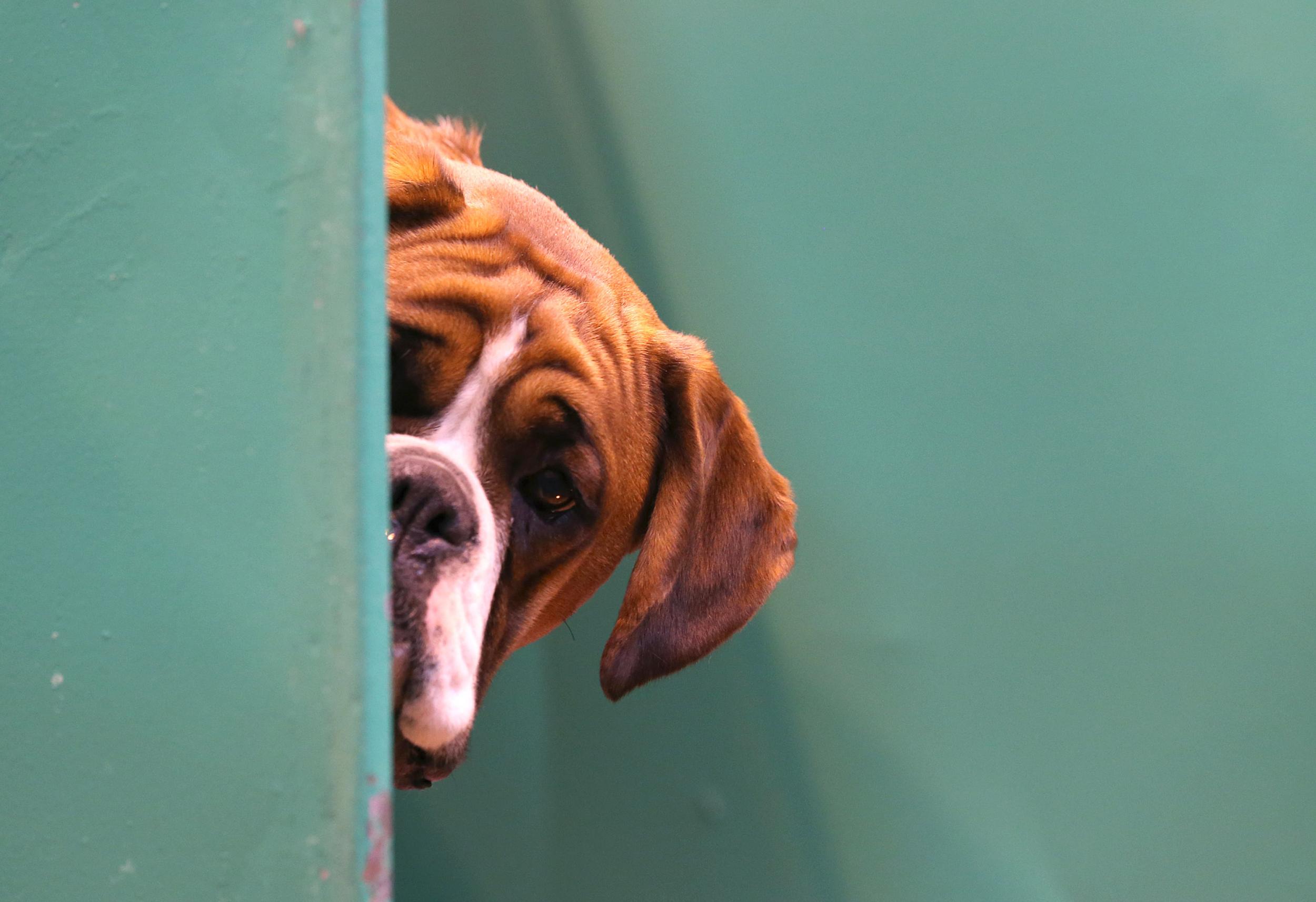 Dog thefts rise dramatically during lockdown