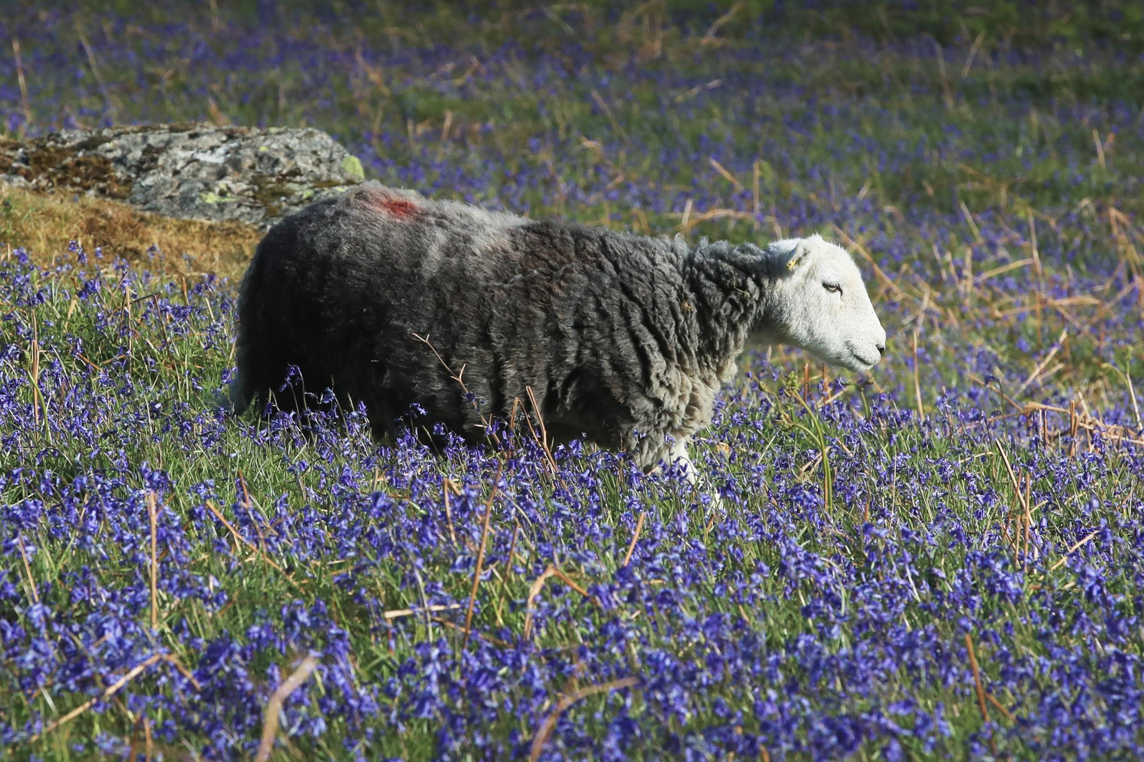 Look to the Lake District for a lesson in how to improve the way we eat