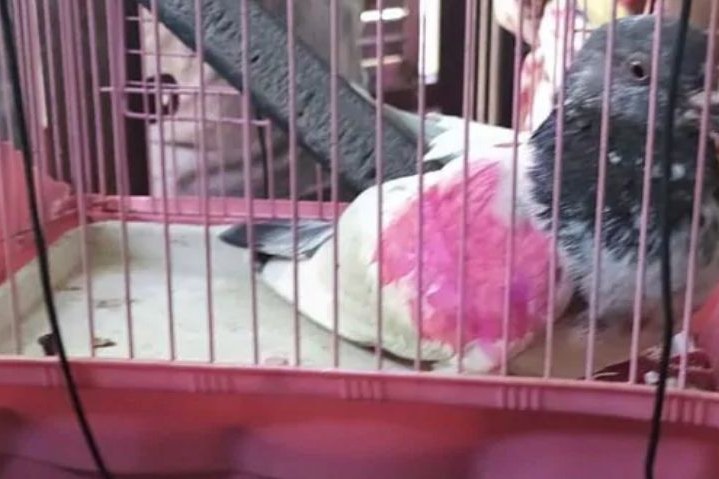 India 'releases Pakistani pigeon held on spying charges'