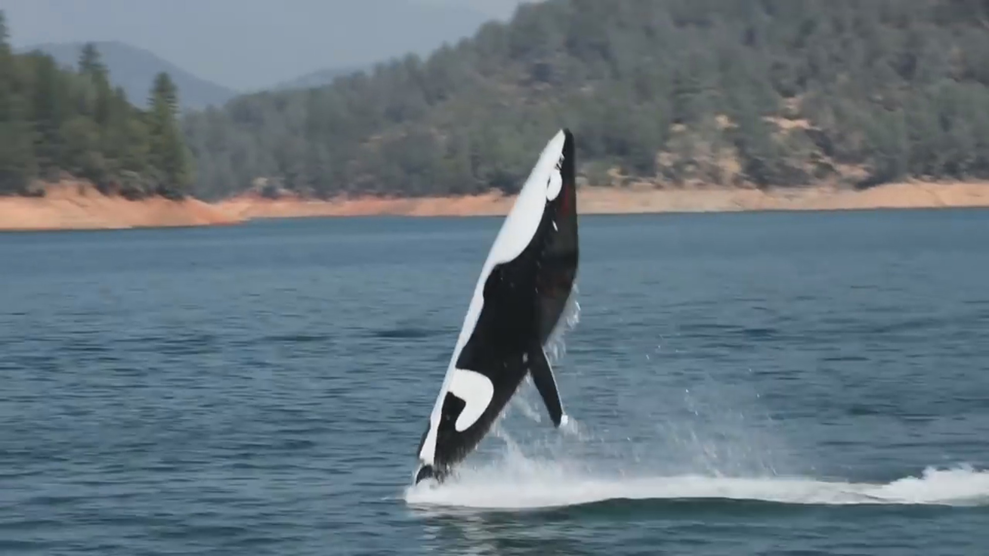 Killer whale submarine to be auctioned in the Netherlands