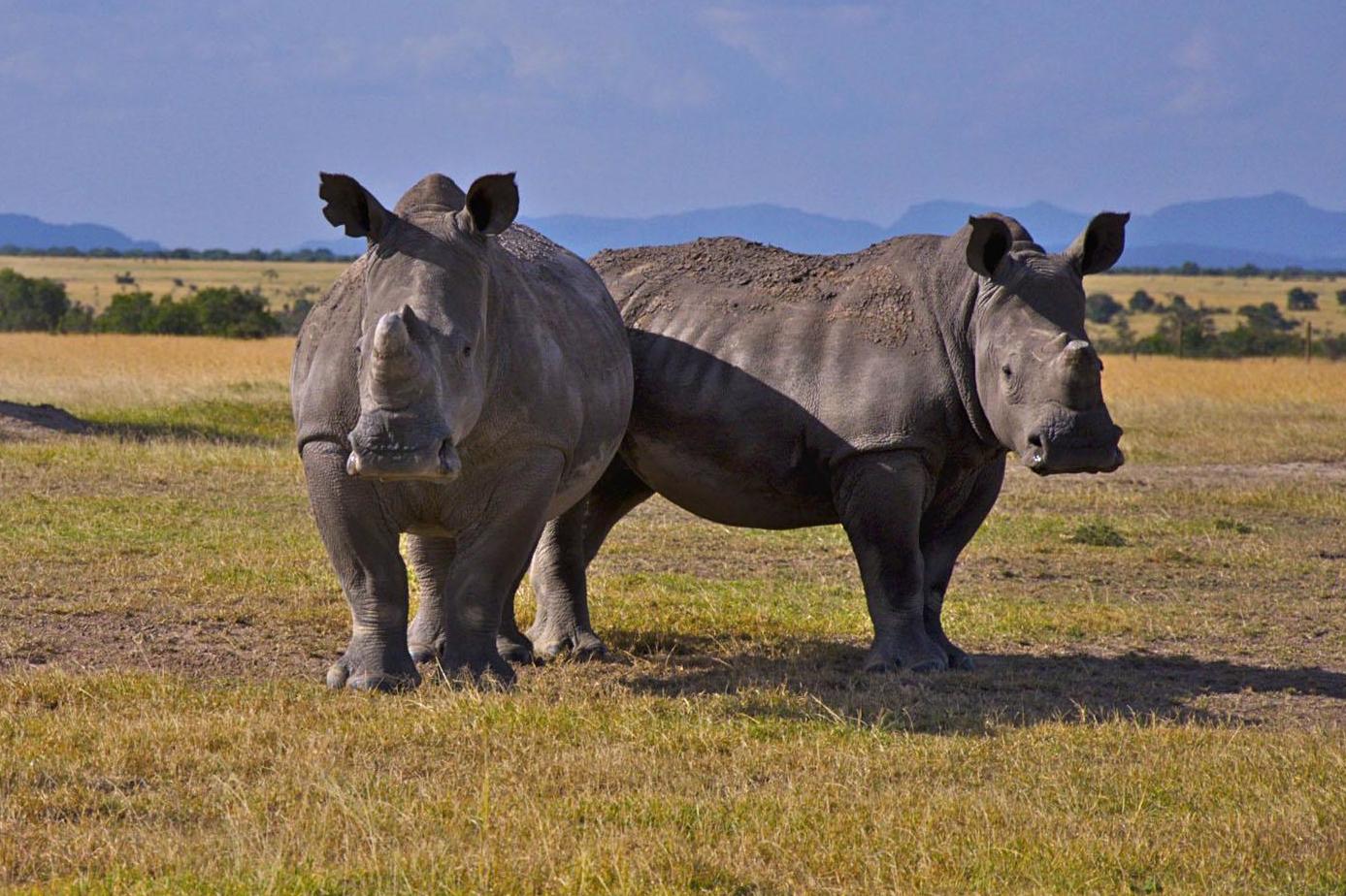 Now we can begin to see disaster of new Covid conservation crisis