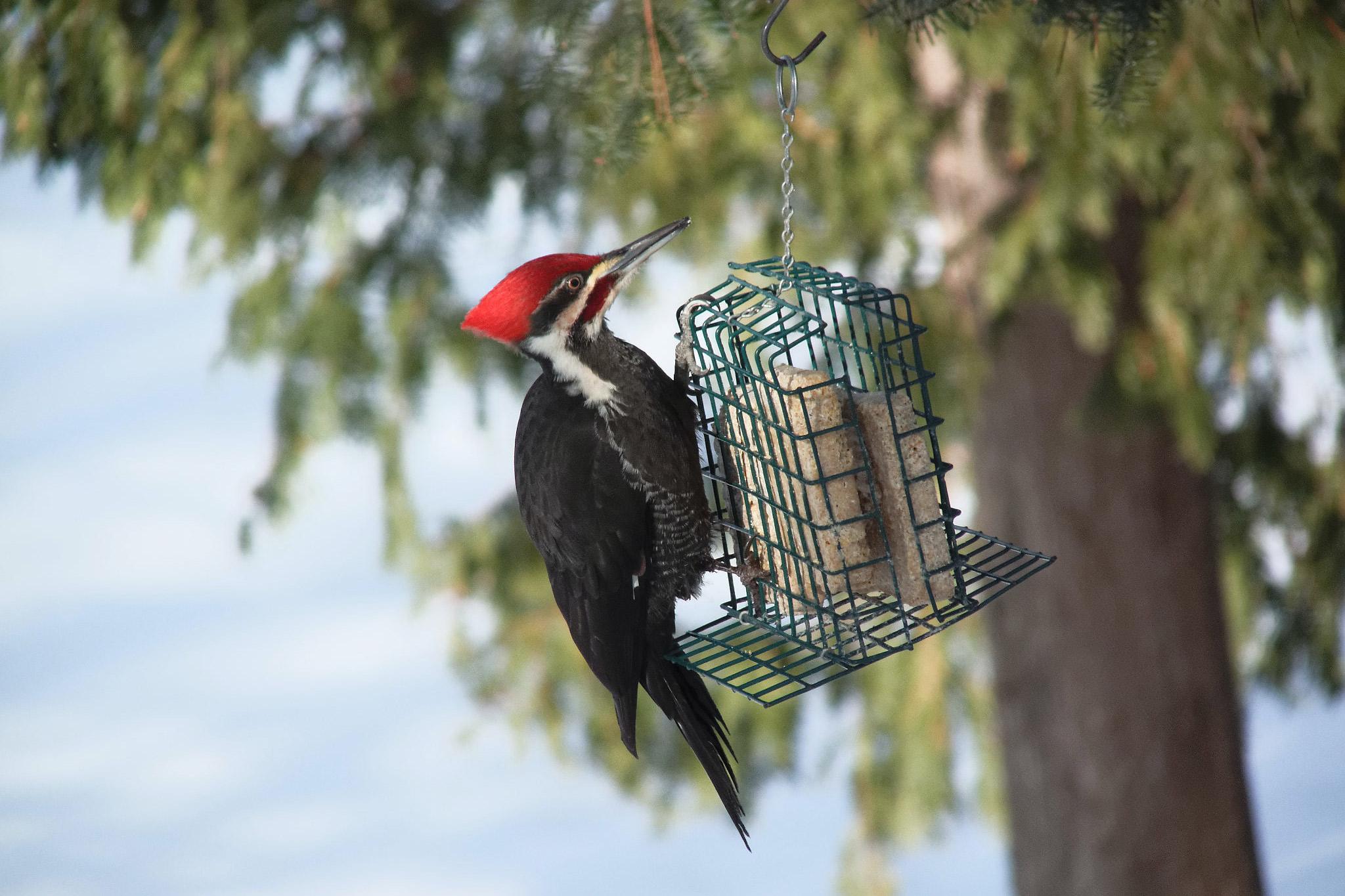 Best bird feeders of 2023  for small birds in your garden