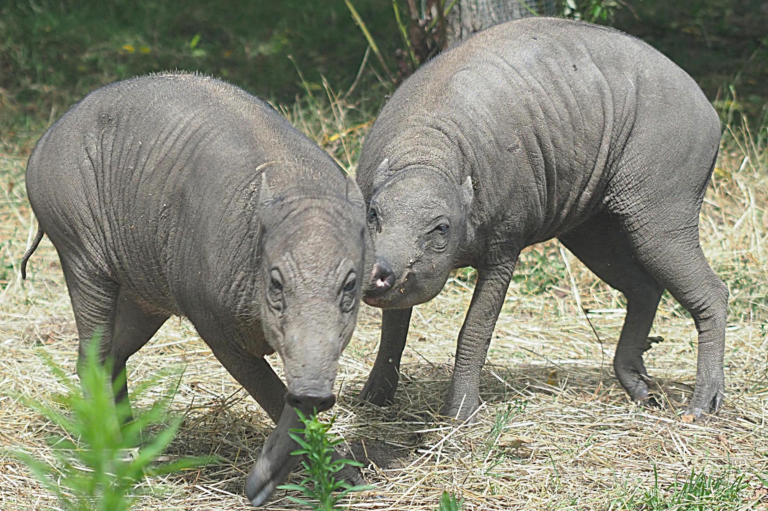 First look as the ‘ugliest pigs on earth’ arrive at London Zoo