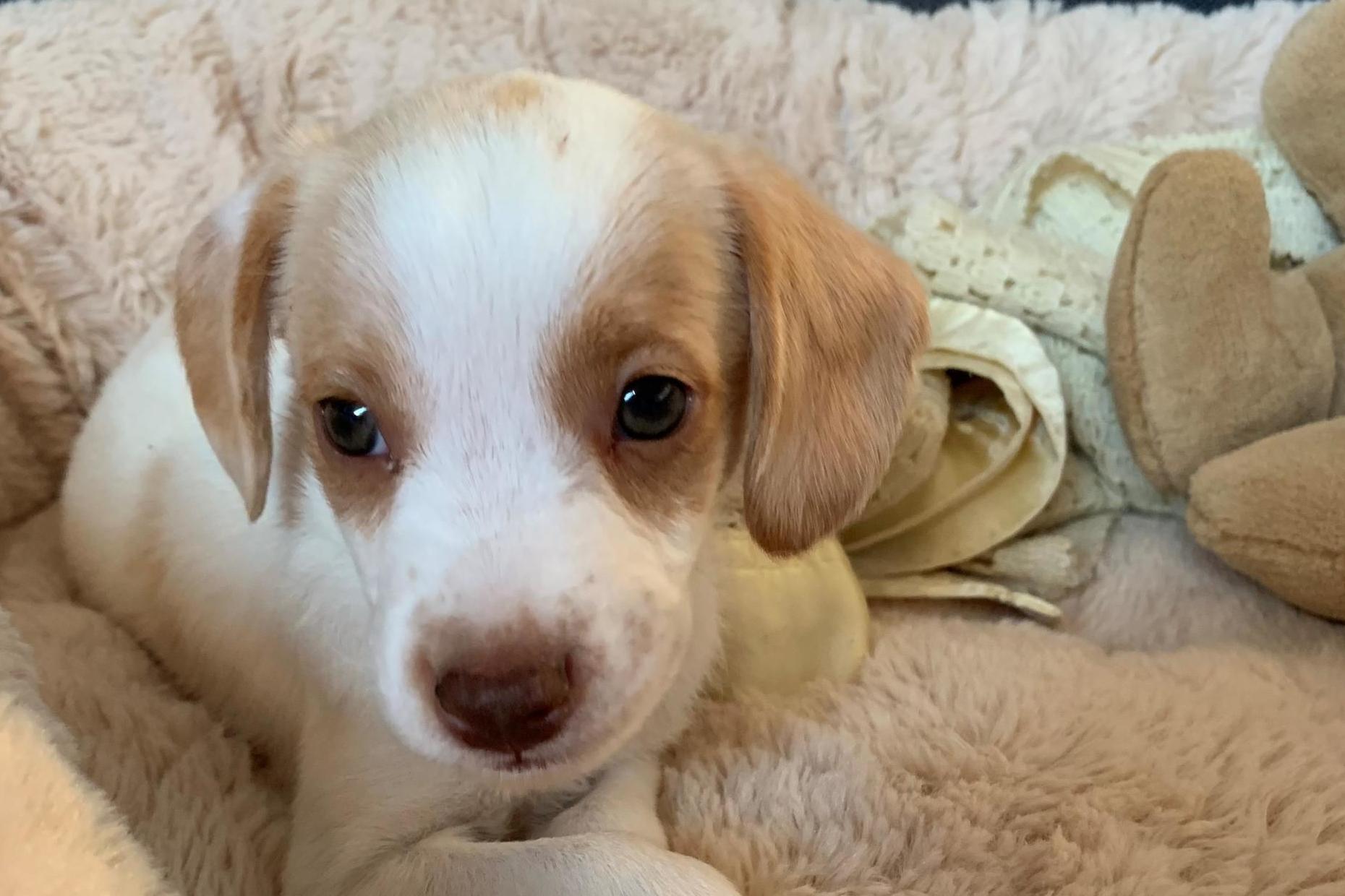 Heartbroken Londoner tells of 'warning signs' after new puppy dies