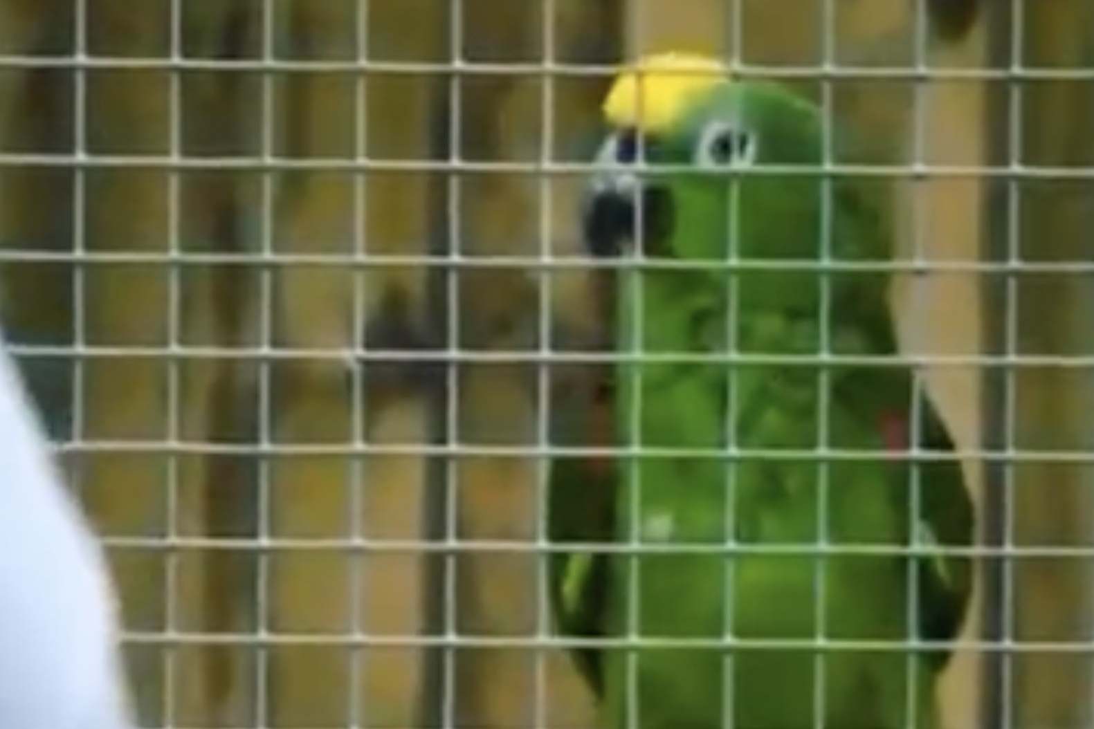 Wildlife park parrot performs Beyonce’s If I Were A Boy