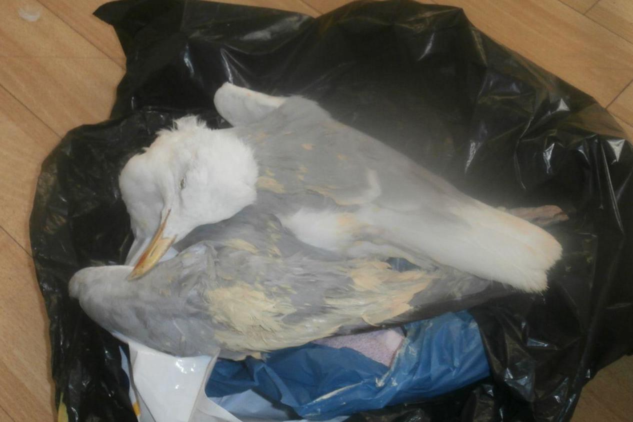 Man 'batters seagull to death and jumps on body after it steals roll'